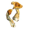 Buy B+ Magic Mushrooms