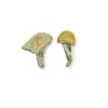 Creature 801 Magic Mushrooms